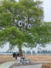 阿瑪尼（ARMANI）EA女士可拆卸肩帶子母包手提單肩包 黑色 EW000361 AF12103 MC032 曬單實(shí)拍圖