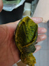 精品貝貝南瓜板栗味香甜軟糯嬰兒輔食早餐寶寶輕食貝貝南瓜蔬菜 貝貝南瓜單果300g以上 3斤 凈重 曬單實拍圖