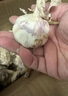 紫白皮蒜即食水果大蒜今年新鮮干蒜生鮮調料蒜瓣 3頭大蒜 0.22斤 曬單實(shí)拍圖