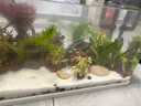 瘋狂水草（FKSC）魚(yú)缸造景底砂裝飾雨花石火山石原生溪流石雨林底沙龜缸鋪底石頭 精選紅火山石【5斤】 曬單實(shí)拍圖