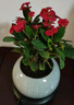 開(kāi)時(shí)果 鐵海棠盆栽帶花發(fā)貨 虎刺梅四季開(kāi)花卉植物盆景綠植源頭直發(fā)包郵 【鐵海棠】哥窯冰裂盆+圓底托 曬單實(shí)拍圖