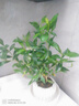 八芽小葉梔子花盆栽開花植物室內(nèi)桌面茶幾好養(yǎng)花卉綠植辦公室凈化空氣 小葉梔子花-陶瓷豎紋盆 帶盆栽好 曬單實(shí)拍圖