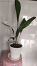 意軒一葉蘭盆栽喜陰植物辦公室內(nèi)庭院觀(guān)葉綠植蘭花 