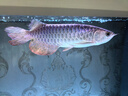 淘歌 海鹽2kg 魚缸鹽海水養(yǎng)殖用品 水族觀賞魚熱帶魚海水魚預(yù)防魚疾 曬單實拍圖