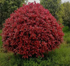 紅葉石楠樹(shù)苗工程綠化苗木籬笆植物石楠苗石楠球四季常綠庭院花壇 紅葉石楠球30厘米冠幅 曬單實(shí)拍圖
