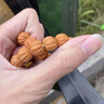蔓笙野生雕刻京八棱猴頭小核桃手串矮樁正圓粗筋原籽單圈文玩佛珠男女 【精選S級(jí)】京八棱10mm 曬單實(shí)拍圖
