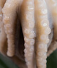 優(yōu)牧冠 八爪魚(yú) 去內(nèi)臟鮮活冷凍迷你小章魚(yú)海鮮軟足類夜宵燒烤食材 【免處理】約8-16只 1斤(凈重) 曬單實(shí)拍圖