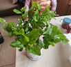 茉莉花盆栽 · 濃香型花卉 陽(yáng)臺室內綠植盆栽 辦公室花卉綠植 茉莉花8棵【帶花苞】+菱形陶瓷盆 濃香型 曬單實(shí)拍圖