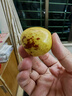 京鮮生 陜西大荔冬棗 冬棗 凈重3斤 單果16g+ 生鮮水果 源頭直發(fā) 曬單實拍圖