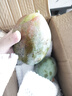 京鮮生 攀枝花凱特芒果 凈重8.5斤 帶箱9斤 單果400g+ 生鮮水果源頭直發(fā) 曬單實拍圖