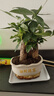 聽雪樓三桿發(fā)財(cái)樹盆栽桌面綠植擺件室內(nèi)辦公室客廳植物新房花卉 三桿發(fā)財(cái)樹+招財(cái)進(jìn)寶盆【冰裂白玉】 含（吊牌+陶粒） 曬單實(shí)拍圖