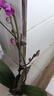 蝴蝶蘭花苗帶花苞客廳辦公室室內(nèi)桌面裝飾花卉植物四季好養(yǎng)盆栽 寶貝蝴蝶蘭-裸苗（帶花苞+半開(kāi)放） 曬單實(shí)拍圖