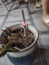 驅(qū)斗士艾草蚊香棒40支 戶外野外驅(qū)蚊艾條釣魚(yú)露營(yíng)蚊香家用室外艾葉熏香 曬單實(shí)拍圖