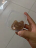 DKO食品留樣盒 透明塑料迷你保鮮盒冰箱收納盒密封鎖味食品分裝盒子 250ml單格*1個(gè)裝【密封保鮮】 曬單實(shí)拍圖
