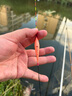 黃金眼攻鯽手高靈敏納米魚(yú)漂輕口鯽魚(yú)浮漂加粗醒目浮標正紅黃尾品垂釣樂(lè ) 黃金眼攻鯽手G-102 3號一支 曬單實(shí)拍圖
