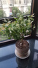 筆尖茉莉獨(dú)桿單瓣茉莉花盆栽虎頭茉莉室內(nèi)植物花苗白色茉莉好養(yǎng) 筆尖茉莉5年苗不含盆 曬單實(shí)拍圖