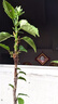 扶桑花盆栽重瓣帶花苞紅色朱瑾牡丹草陽(yáng)臺(tái)四季開(kāi)花卉室內(nèi)植物綠植 大紅色重瓣【帶花苞】3年苗（原 含盆 曬單實(shí)拍圖