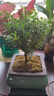 小葉赤楠盆景植物辦公花卉基地直銷(xiāo)批發(fā)綠植盆栽室內(nèi)擺件花卉綠植 赤楠+方形山水盆+苔蘚+底座 曬單實(shí)拍圖