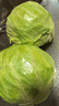 包菜新鮮卷心菜大頭菜農(nóng)戶自種當(dāng)季綠葉蔬菜綠甘藍(lán) 綠甘藍(lán) 5斤 曬單實(shí)拍圖