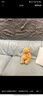 Jellycat巴塞羅熊動物毛絨玩偶兒童安撫公仔小熊潮玩生日七夕情人節(jié)禮物 巴塞羅熊 Medium 曬單實拍圖