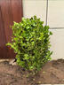 小葉瓜子黃楊樹(shù)苗 小葉冬青苗 豆瓣黃楊小苗四季常綠綠籬耐寒植物 【帶土球】瓜子黃楊毛球  冠30cm 曬單實(shí)拍圖