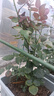 艾莎夢露玫瑰花苗切花月季綠植物四季開花朱麗葉藍(lán)色風(fēng)暴大花盆栽 卡羅拉中苗（花期帶花苞）40-60cm高 不含盆 曬單實拍圖