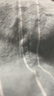babylove嬰兒防蚊褲夏季薄款純棉紗布透氣寬松休閑褲男女寶寶時尚百搭褲子 天青綠 90 曬單實拍圖
