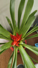 意軒鴻運(yùn)當(dāng)頭綠植盆栽花卉植物四季開(kāi)花室內(nèi)客廳水培植物紅星鳳梨水養(yǎng) 鴻運(yùn)當(dāng)頭20-25公分高紅福字陶瓷 曬單實(shí)拍圖