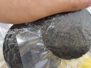 森農(nóng)樂壓縮海帶絲即食涼拌干貨圓餅獨(dú)立小包裝福建霞浦烘干泡發(fā)批發(fā)商用 22g*10片【大規(guī)格裝】 曬單實(shí)拍圖