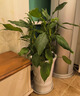 插畫(huà)2小時(shí)速達綠植發(fā)財樹(shù)客廳辦公室內大型盆栽開(kāi)業(yè)喬遷全國同城配送 萬(wàn)年青60cm（含盆） 曬單實(shí)拍圖