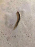 蜈蚣藥滅蜈蚣千足蟲馬陸蟲專用殺蟲劑粉臥室家用室內(nèi)外無毒滅殺藥 特效；快速滅千足蟲【買3送2】 曬單實(shí)拍圖