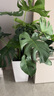 嘆為觀止大型植物發(fā)財(cái)樹(shù)各種大顆盆栽開(kāi)業(yè)喬遷客廳辦公室內(nèi)好養(yǎng)大型花卉 龜背竹【1-1.2米】 含盆 曬單實(shí)拍圖
