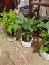 茉莉花盆栽帶花苞老樁花卉植物室內(nèi)梔子花九里香室外好養(yǎng)濃香綠植 精品A級茉莉花大盆+梅青瓷盆 曬單實拍圖