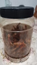 恒臣珍（HENGCHENZHEN）香辣小魚干銀魚仔海味零食解饞即食小吃麻辣味休閑食品下飯下酒菜 香辣小魚仔500g*1罐 曬單實拍圖