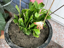蟹爪蘭盆栽多色花卉植物室內(nèi)綠植好養(yǎng)活四季花卉螃蟹抓蓮 蟹爪蘭混色20株  不含盆 曬單實(shí)拍圖