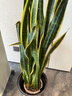 植男植女網(wǎng)紅大型金邊虎皮蘭北歐植物客廳臥室辦公室觀(guān)葉綠植盆栽源頭直發(fā) 曬單實(shí)拍圖