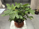 【八方來(lái)財(cái)】發(fā)財(cái)樹鴨腳木盆栽四季常青桌面防輻射花卉盆景 八方來(lái)財(cái)20厘米4顆【發(fā)陶瓷盆】 送肥料 曬單實(shí)拍圖