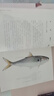 大海的禮物 中國(guó)海洋生物手繪圖鑒（異步圖書(shū)出品） 曬單實(shí)拍圖