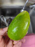海南香水檸檬無(wú)籽青檸檬奶茶店專用 香水檸檬帶箱1斤 曬單實(shí)拍圖