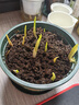 鈴蘭花苗帶芽帶根盆栽種球進(jìn)口耐寒室內外花卉綠植四季播種開(kāi)花 優(yōu)質(zhì)鈴蘭帶芽16棵+肥料【土+盆】 曬單實(shí)拍圖