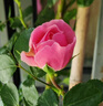 1.6米爬藤月季大苗蒂娜四季開花薔薇基地直發(fā)【買就送扦插小苗】 弗洛倫蒂娜1.6米開花爆滿 送種植說明書 曬單實(shí)拍圖