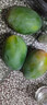 庾豐 當(dāng)季現(xiàn)摘芒果 新鮮水果整箱 熱帶青皮芒 當(dāng)季孕婦 生鮮 團(tuán)購送禮 5斤裝（凈果4.5斤）優(yōu)選果 曬單實(shí)拍圖