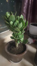 玉樹盆栽老樁盆景大型含盆室內(nèi)辦公桌面綠植盆栽花卉 六年老樁帶葉子 不含盆 曬單實拍圖