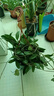 當(dāng)年開花球蘭四季吊蘭爬藤攀援植物心葉心型球蘭帶花大苗 紅寶石 4-5顆當(dāng)年開花 原盆+掛鉤 曬單實(shí)拍圖