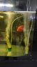 徹朗納米氣盤魚缸氧氣盤增氧霧化細化器氣泡石 綿密霧化【5cm+全套配件】 曬單實拍圖