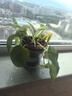 綠蘿盆栽室內(nèi)植物花卉凈化空氣綠植水培垂吊大葉綠蘿新房客廳家用 【整高20cm盆口11】加侖吸水10盆送肥料 曬單實拍圖