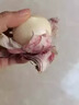 小筑傾橙 正宗云南紫皮獨頭蒜農(nóng)家獨蒜頭紫皮蒜紅皮蒜農(nóng)家蔬菜整箱 【鮮蒜】2斤大號【直徑-3.5cm】 曬單實拍圖