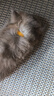 養(yǎng)只寵物（YOUNGER PET）新生寵物識(shí)別圈 脖子標(biāo)識(shí)帶小狗貓咪區(qū)分辨別項(xiàng)圈奶狗幼貓記號(hào)繩 雙面絨12色12條/包 L碼（長(zhǎng)約35CM直徑約10CM） 曬單實(shí)拍圖