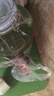 黔三金貴州醬香型53度5L桶裝散酒窖藏高粱酒純糧食高度糧酒白酒自飲泡酒 53度 5L 1壇 特釀坤沙15 曬單實(shí)拍圖