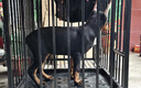 純種杜賓犬幼犬護衛犬德系美系迷你杜賓幼犬幼崽健康大型寵物狗 寵物級 母 曬單實(shí)拍圖